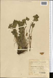 Delphinium brunonianum Royle, Middle Asia, Pamir & Pamiro-Alai (M2) (Tajikistan)