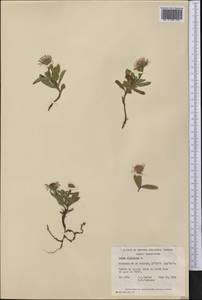 Eurybia sibirica (L.) G. L. Nesom, America (AMER) (Canada)