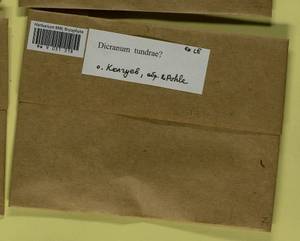 Dicranum elongatum Schleich. ex Schwägr., Bryophytes, Bryophytes - European North East (B7) (Russia)