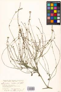 Rapistrum rugosum (L.) All., Eastern Europe, Moscow region (E4a) (Russia)