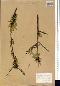 Rhamnus erythroxyloides subsp. erythroxyloides, Caucasus, Armenia (K5) (Armenia)