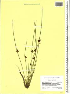 Schoenoplectiella supina (L.) Lye, Caucasus, Black Sea Shore (from Novorossiysk to Adler) (K3) (Russia)