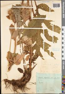 Cirsium oleraceum (L.) Scop., Eastern Europe, Central forest region (E5) (Russia)