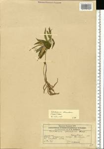 Vincetoxicum fuscatum subsp. fuscatum, Eastern Europe, Eastern region (E10) (Russia)