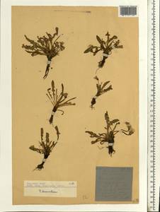 Taraxacum bessarabicum (Hornem.) Hand.-Mazz., Eastern Europe, South Ukrainian region (E12) (Ukraine)