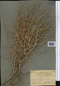 Convolvulus fruticosus Pall., Middle Asia, Pamir & Pamiro-Alai (M2)