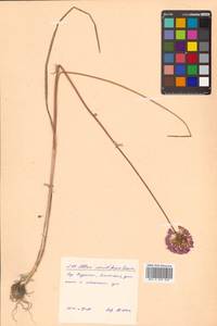 Allium sacculiferum Maxim., Siberia, Russian Far East (S6) (Russia)