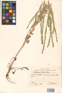 Barbarea stricta Andrz., Eastern Europe, Moscow region (E4a) (Russia)