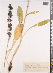 Swertia obtusa Ledeb., Siberia, Altai & Sayany Mountains (S2) (Russia)