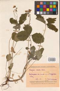Fragaria viridis Duchesne, Eastern Europe, Middle Volga region (E8) (Russia)