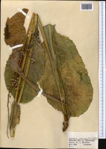 Ligularia macrophylla (Ledeb.) DC., Middle Asia, Dzungarian Alatau & Tarbagatai (M5) (Kazakhstan)
