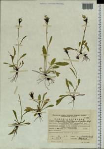 Crepis chrysantha (Ledeb.) Turcz., Eastern Europe, Eastern region (E10) (Russia)