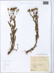 Tanacetum millefolium (L.) Tzvelev, Crimea (KRYM) (Russia)