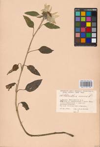 Helianthus annuus L., Eastern Europe, Moscow region (E4a) (Russia)