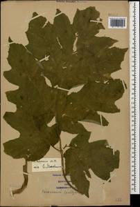 Heracleum asperum (Hoffm.) M. Bieb., Caucasus, Azerbaijan (K6) (Azerbaijan)