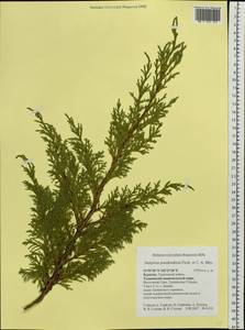 Juniperus pseudosabina Fisch. & C.A.Mey., Siberia, Baikal & Transbaikal region (S4) (Russia)