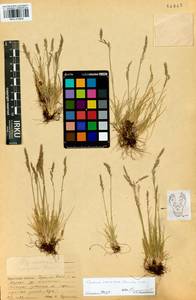 Festuca valesiaca Schleich. ex Gaudin, Siberia, Baikal & Transbaikal region (S4) (Russia)