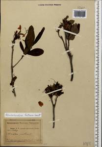 Rhododendron luteum Sweet, Caucasus, Abkhazia (K4a) (Abkhazia)