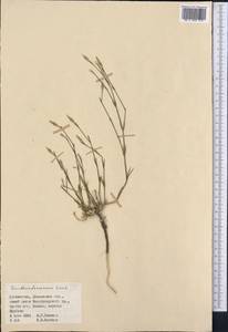 Dianthus darvazicus Lincz., Middle Asia, Pamir & Pamiro-Alai (M2) (Uzbekistan)