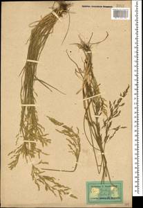 Puccinellia distans (Jacq.) Parl., Caucasus, Dagestan (K2) (Russia)