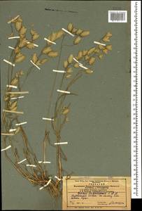 Bromus briziformis Fisch. & C.A.Mey., Caucasus, Azerbaijan (K6) (Azerbaijan)