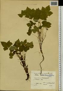 Rubus humulifolius C. A. Mey., Siberia, Yakutia (S5) (Russia)