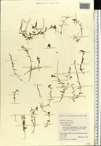 Callitriche palustris L., Eastern Europe, Northern region (E1) (Russia)