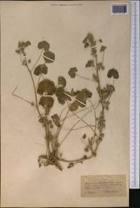 Malva, Middle Asia, Karakum (M6) (Turkmenistan)