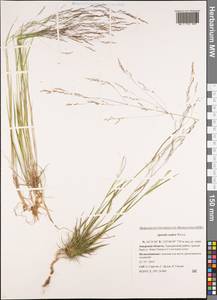 Agrostis scabra Willd., Siberia, Russian Far East (S6) (Russia)