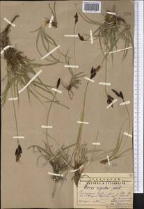 Carex orbicularis Boott, Middle Asia, Pamir & Pamiro-Alai (M2) (Uzbekistan)