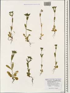 Valerianella locusta (L.) Laterr., Caucasus, Stavropol Krai, Karachay-Cherkessia & Kabardino-Balkaria (K1b) (Russia)