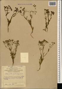 Valerianella cymbicarpa C. A. Mey., Caucasus, Azerbaijan (K6) (Azerbaijan)