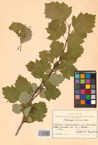 Crataegus chlorosarca Maxim., Siberia, Russian Far East (S6) (Russia)