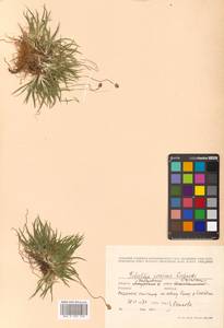 Tofieldia coccinea Richardson, Siberia, Russian Far East (S6) (Russia)
