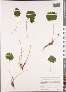 Micranthes nelsoniana subsp. aestivalis (Fisch. & C. A. Mey.) Elven & D. F. Murray, Siberia, Russian Far East (S6) (Russia)