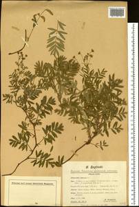 Sibbaldianthe bifurca subsp. bifurca, Siberia, Baikal & Transbaikal region (S4) (Russia)
