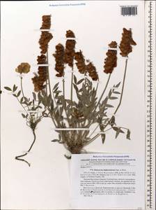 Hedysarum daghestanicum Rupr. ex Boiss., Caucasus, Dagestan (K2) (Russia)