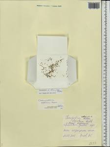 Chenopodium suecicum Murr, Eastern Europe, Middle Volga region (E8) (Russia)
