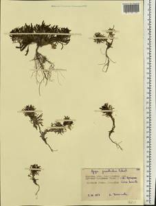 Ajuga chamaepitys subsp. chia (Schreb.) Arcang., Eastern Europe, Central forest-and-steppe region (E6) (Russia)