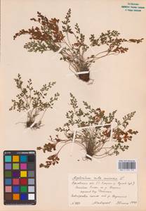 Asplenium ruta-muraria L., Eastern Europe, Central forest-and-steppe region (E6) (Russia)