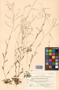 Arabidopsis lyrata subsp. kamchatica (Fisch. ex DC.) O'Kane & Al-Shehbaz, Siberia, Chukotka & Kamchatka (S7) (Russia)