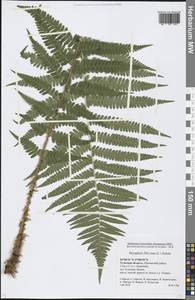 Dryopteris filix-mas (L.) Schott, Eastern Europe, Central region (E4) (Russia)