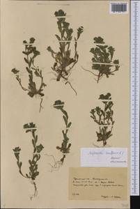 Buglossoides tenuiflora (L. fil.) I. M. Johnst., Middle Asia, Kopet Dag, Badkhyz, Small & Great Balkhan (M1) (Turkmenistan)