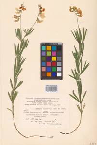 Lathyrus pallescens (M.Bieb.) K.Koch, Eastern Europe, Central forest-and-steppe region (E6) (Russia)