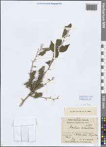 Maclura pomifera (Raf. ex Sarg.) C. K. Schneid., Middle Asia, Syr-Darian deserts & Kyzylkum (M7) (Uzbekistan)