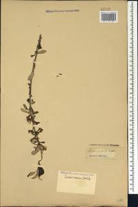 Prunus incana (Pall.) Steven, Caucasus, Armenia (K5) (Armenia)