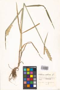 Triticum aestivum L., Eastern Europe, Moscow region (E4a) (Russia)