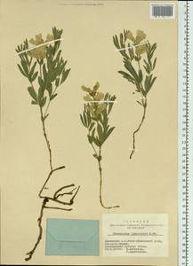 Thermopsis lanceolata R.Br., Siberia, Altai & Sayany Mountains (S2) (Russia)