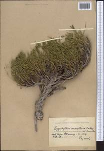Zygophyllum pinnatum Cham. & Schltdl., Middle Asia, Caspian Ustyurt & Northern Aralia (M8) (Kazakhstan)