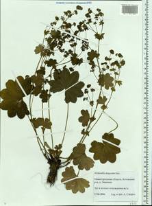 Alchemilla dasycrater Juz., Eastern Europe, Volga-Kama region (E7) (Russia)